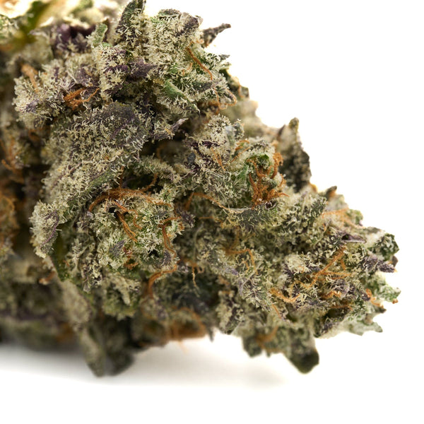 Dense cannabis bud with purple hues from White Truffle Indoor THCa Flower 5 gram